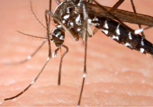 El mosquito que debería realmente preocuparnos no es el de zika