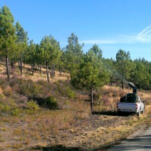 control de plagas en montes