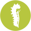 procesionaria del pino
