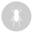 carcomas