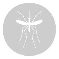 mosquitos