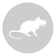 ratas
