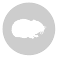 ratones
